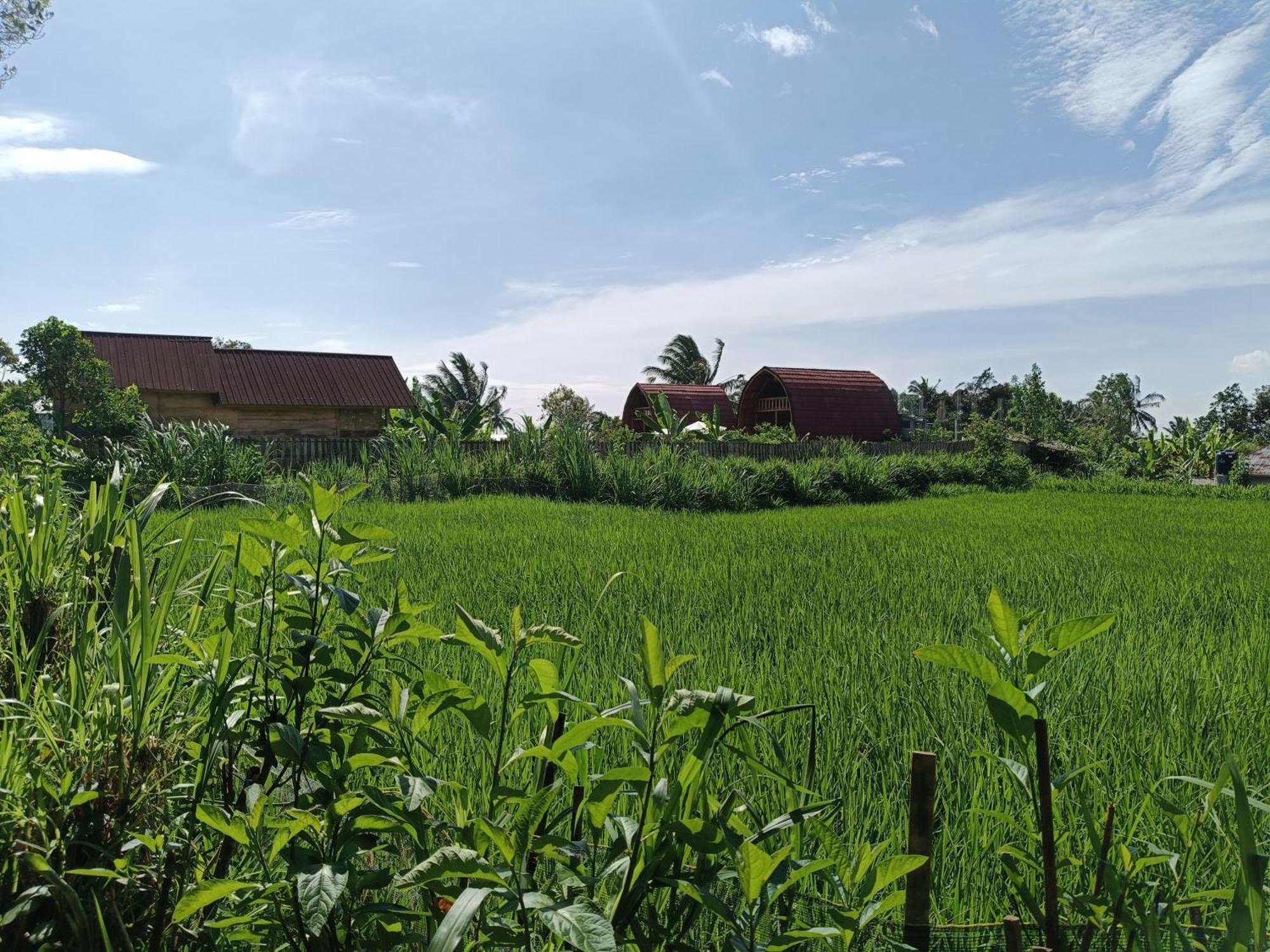 Selong Raturinjani Homestay חדר תמונה